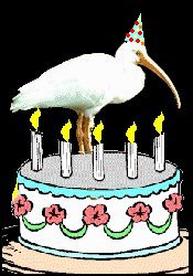 Birthday Bird