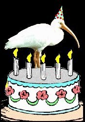 Birthday Bird