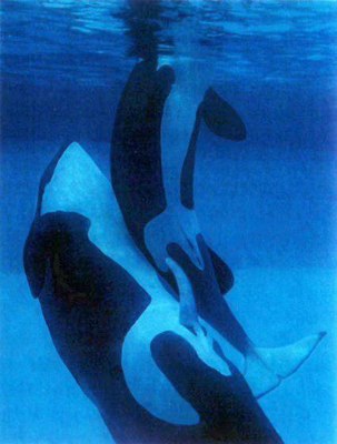 Orca Love in the Ocean