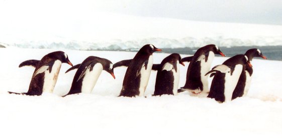 penguins