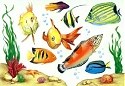 manyfish.jpg