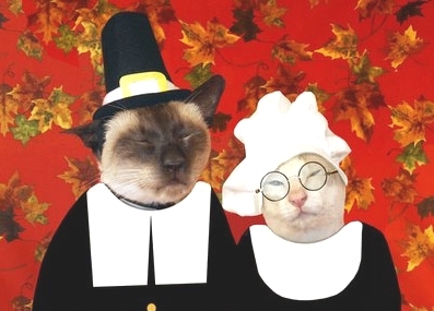 pilgrimcats.jpg