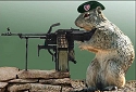 squirrel.jpg