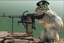 squirrel.jpg