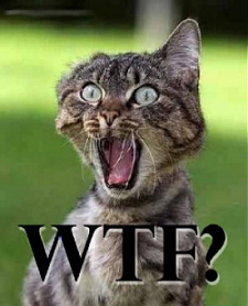wtfcat.jpg