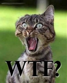 wtfcat.jpg